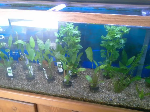 Foothill Aquatic & Pets Picture 8