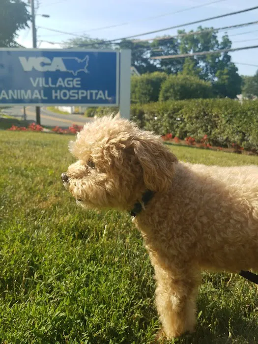 Village Animal Hospital Picture 1