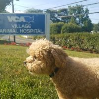 Village Animal Hospital ico