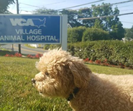 Village Animal Hospital