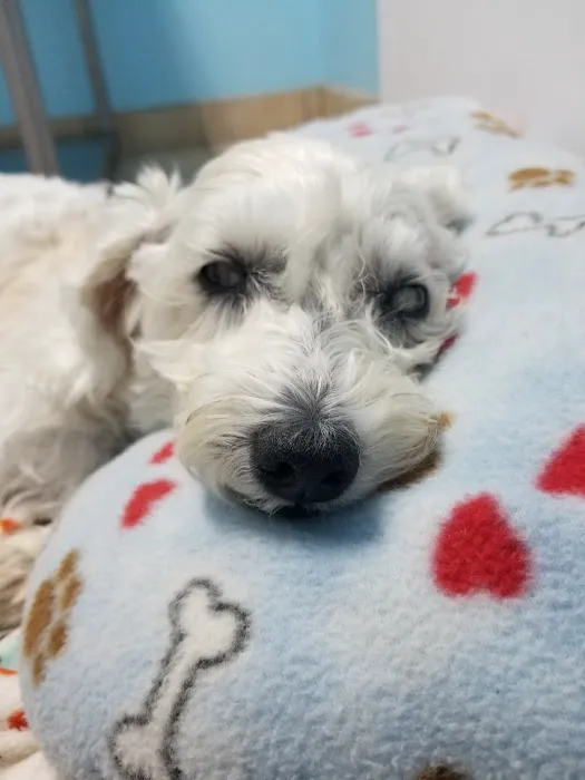 Village Animal Hospital Picture 9