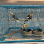 Feathered Friends & Critters