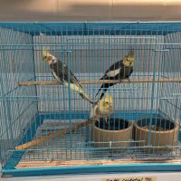 Feathered Friends & Critters ico