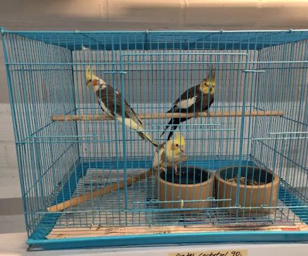 Feathered Friends & Critters