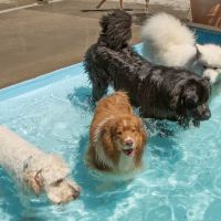 Mamaroneck Veterinary Hospital ico