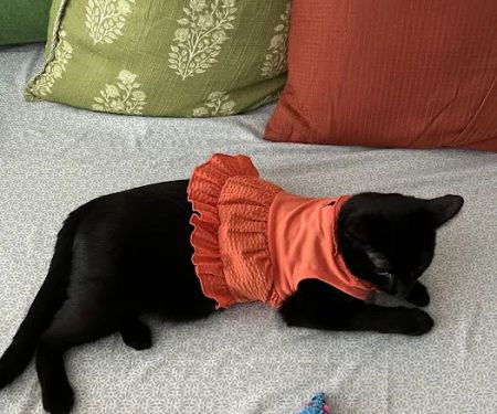 Unleashed by Petco