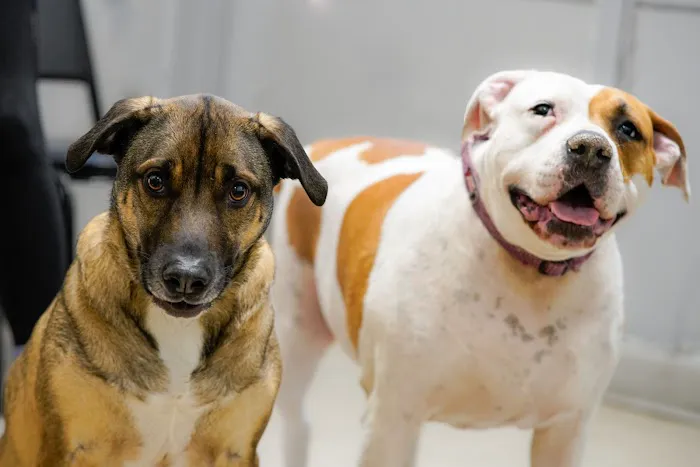 New Rochelle Animal Hospital Picture 7