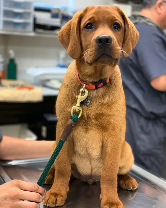 New Rochelle Animal Hospital Picture 1