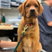 New Rochelle Animal Hospital ico