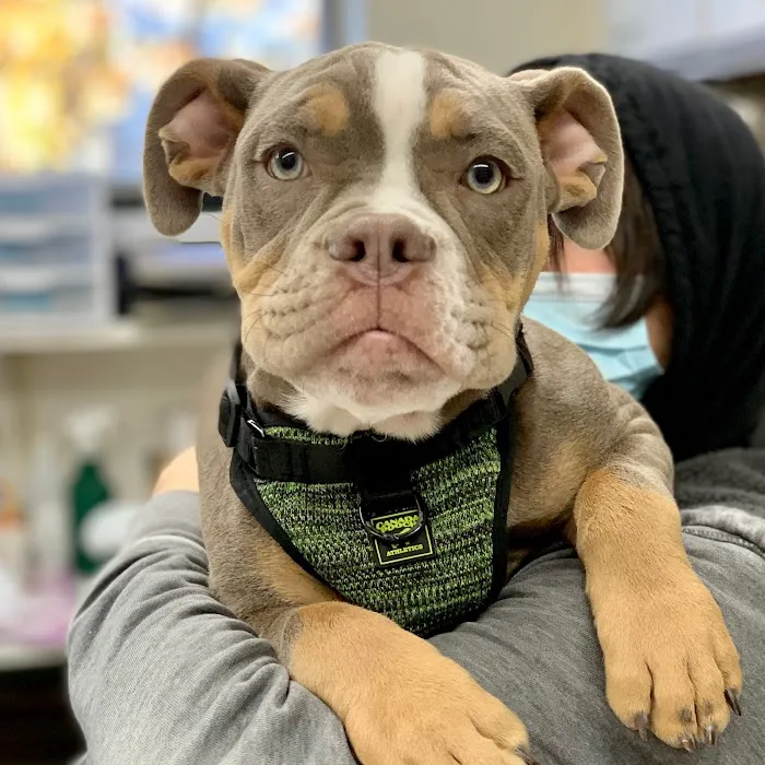 New Rochelle Animal Hospital Picture 5