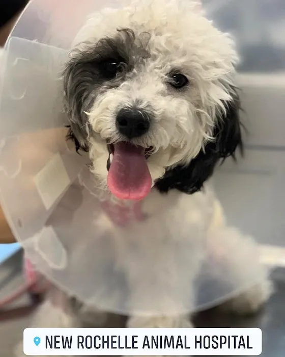 New Rochelle Animal Hospital Picture 6