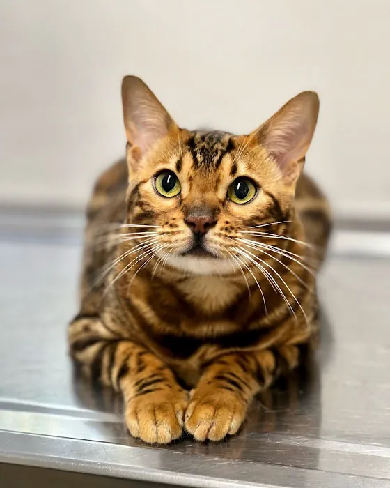New Rochelle Animal Hospital Picture 8