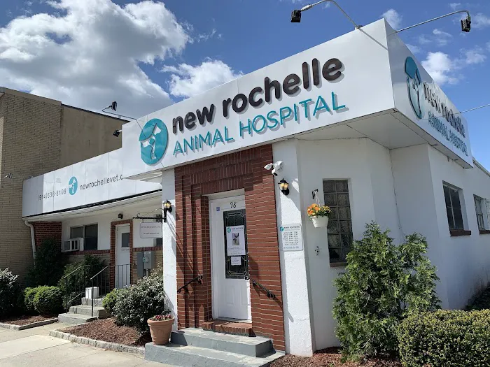New Rochelle Animal Hospital Picture 3