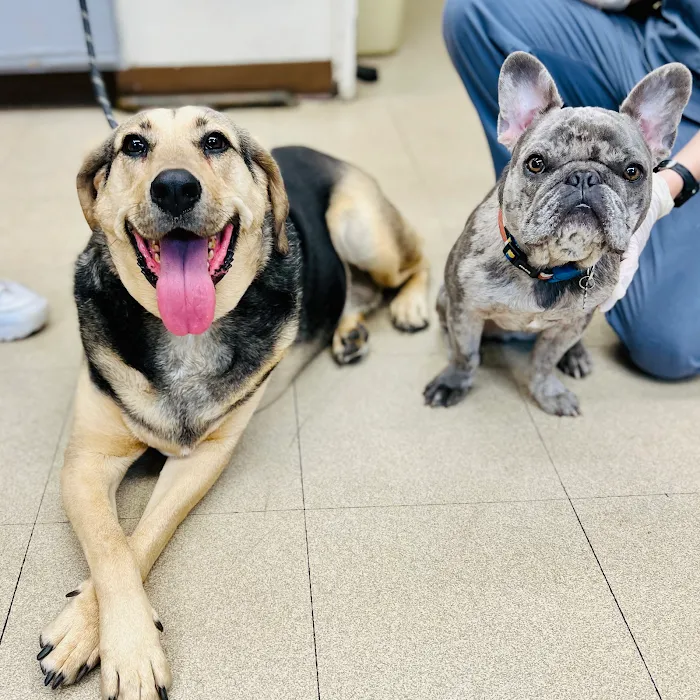 New Rochelle Animal Hospital Picture 9