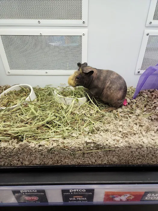 Petco Picture 5