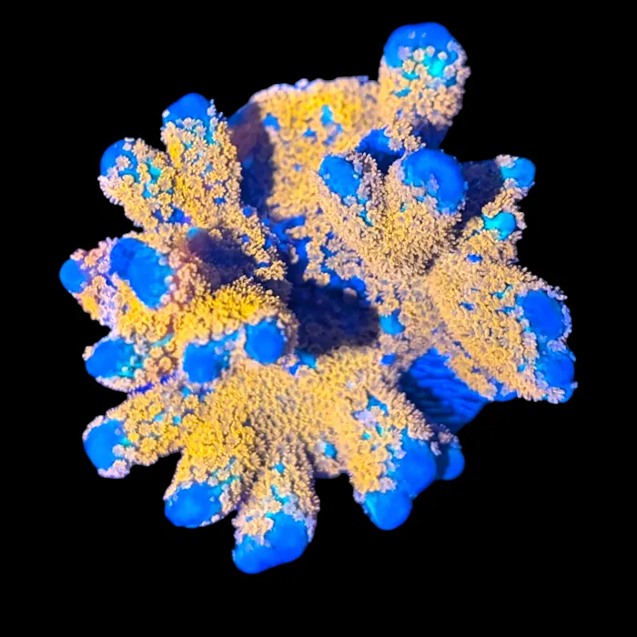 Deep Blue Aquarium Picture 6