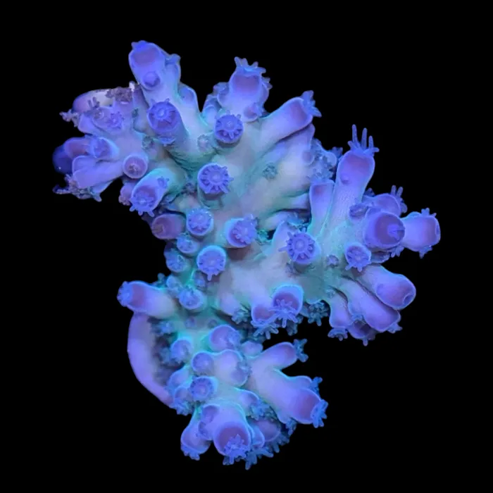 Deep Blue Aquarium Picture 9