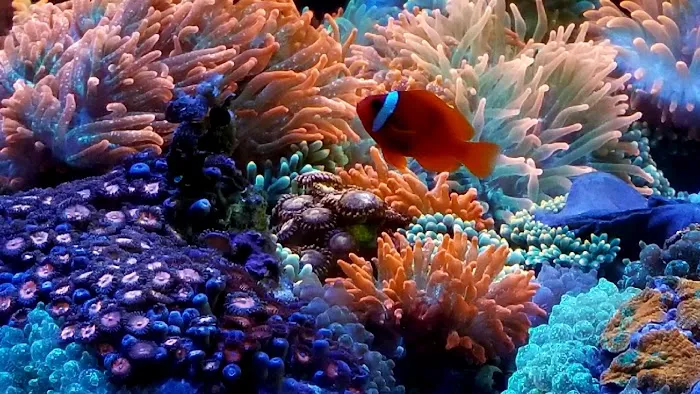 Deep Blue Aquarium Picture 2