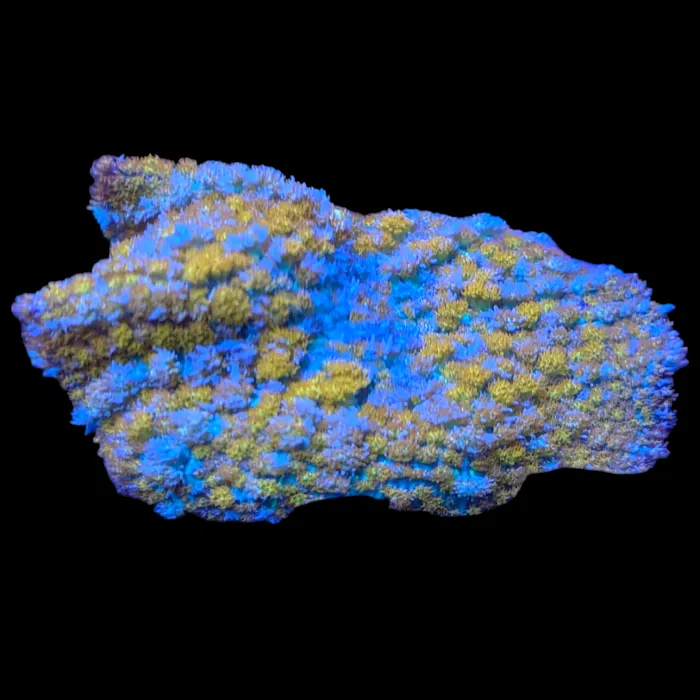 Deep Blue Aquarium Picture 3
