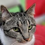 Veterinary Care Group - Whitestone