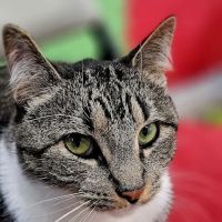 Veterinary Care Group - Whitestone ico