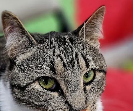 Veterinary Care Group - Whitestone