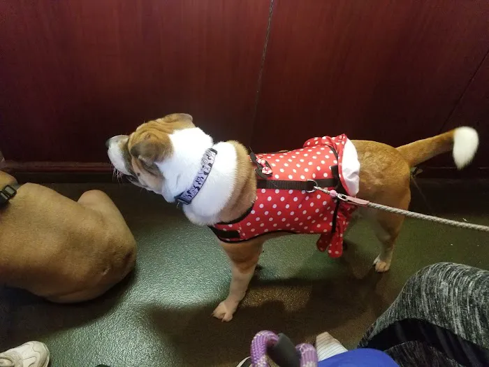 Veterinary Care Group - Whitestone Picture 5