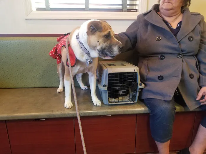 Veterinary Care Group - Whitestone Picture 6