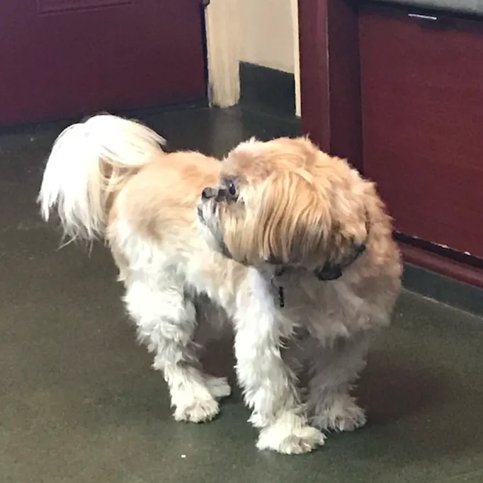 Veterinary Care Group - Whitestone Picture 7