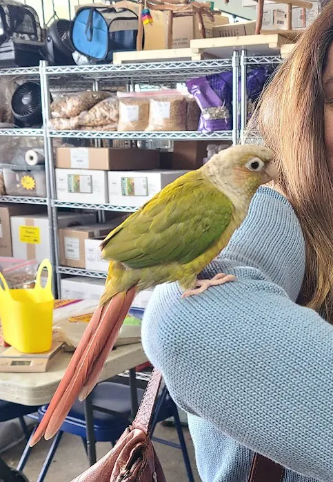 The Perfect Parrot Picture 6