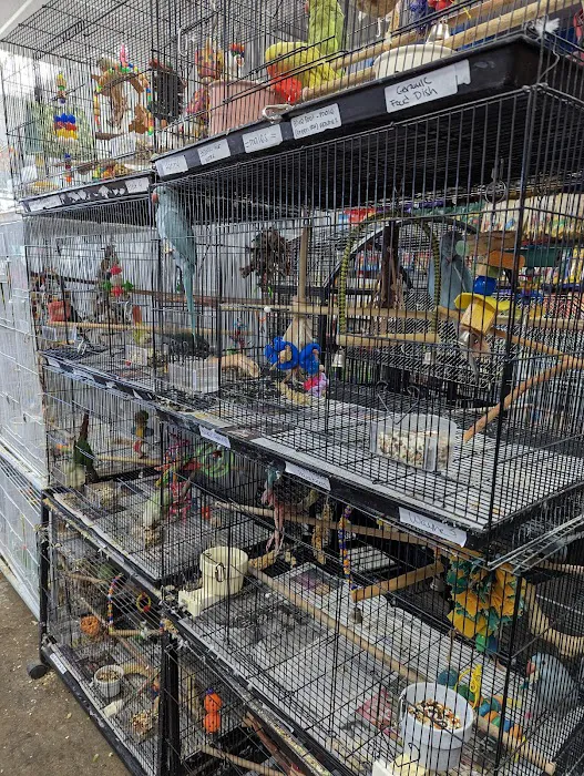 The Perfect Parrot Picture 10