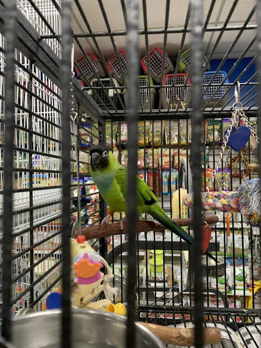 The Perfect Parrot Picture 2