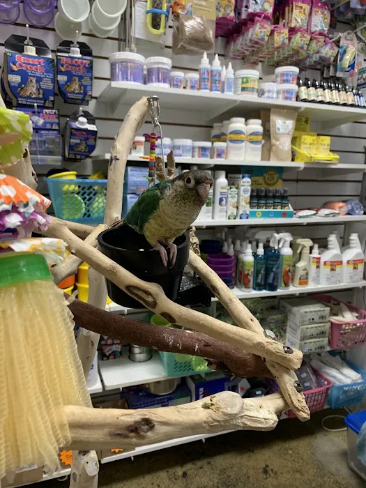 The Perfect Parrot Picture 5