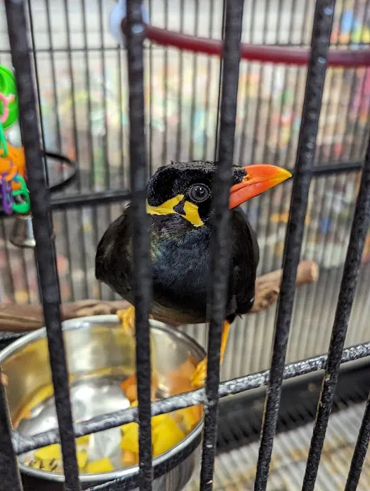 The Perfect Parrot Picture 4