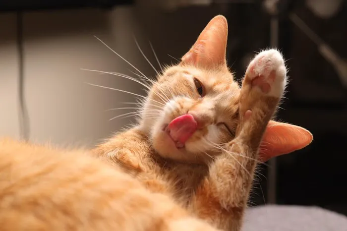 Animal Medicine and Surgery of Little Neck Picture 6