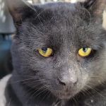 Animal Medicine and Surgery of Little Neck