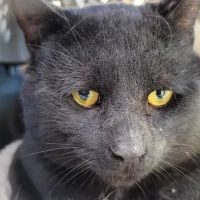 Animal Medicine and Surgery of Little Neck ico