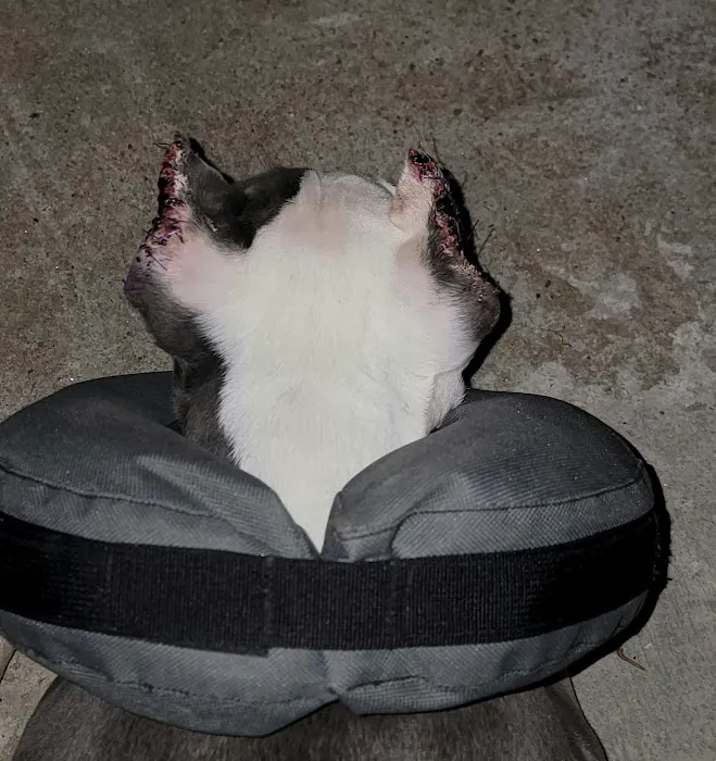 Animal Medicine and Surgery of Little Neck Picture 4
