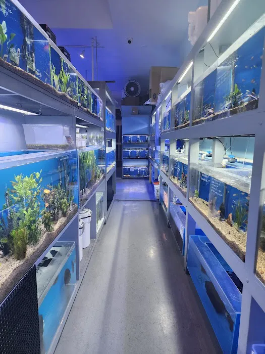 Mark's Tropical Fish Picture 9