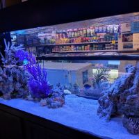 Mark's Tropical Fish ico