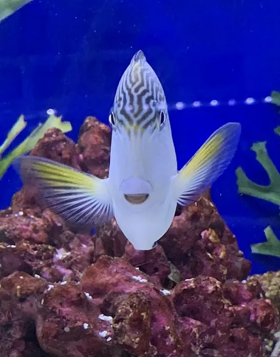 Mark's Tropical Fish Picture 5