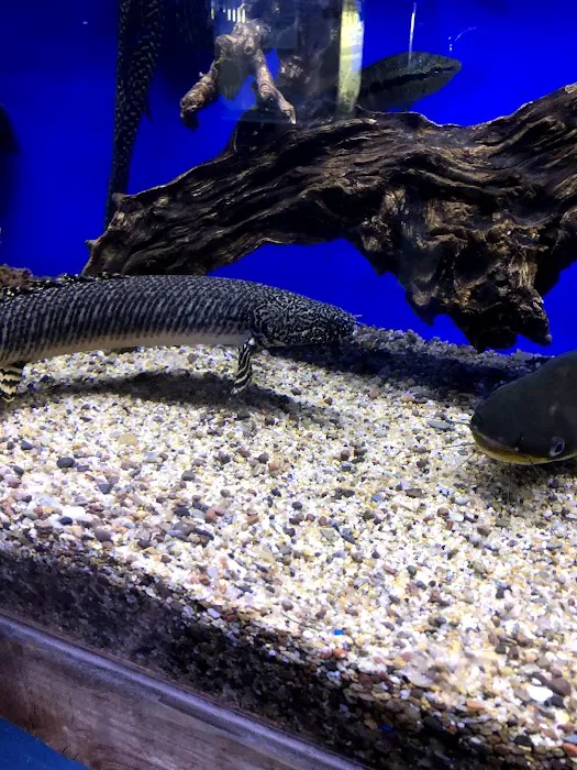 Mark's Tropical Fish Picture 6