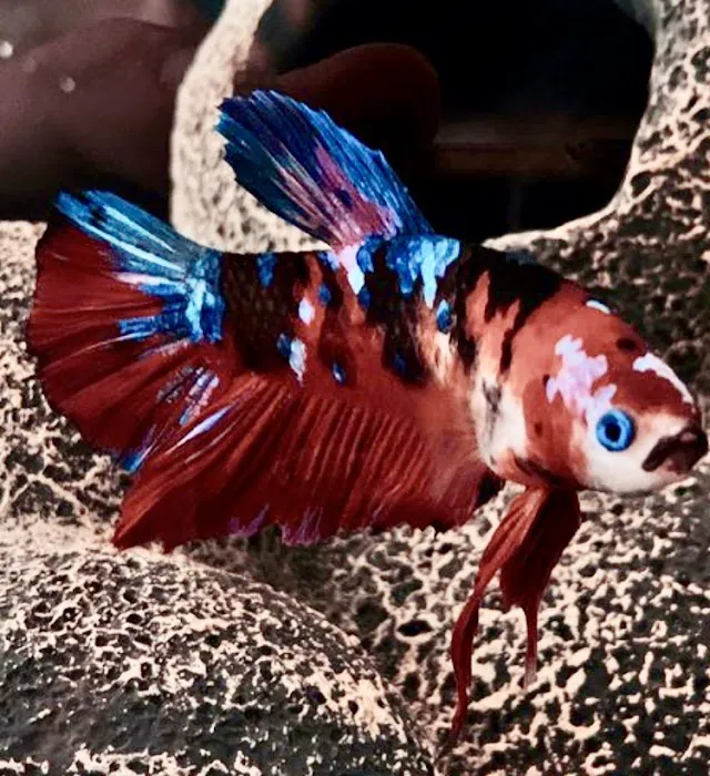 Mark's Tropical Fish Picture 8