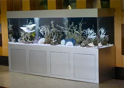 Mark's Tropical Fish Picture 7