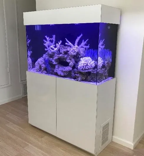 Mark's Tropical Fish Picture 10