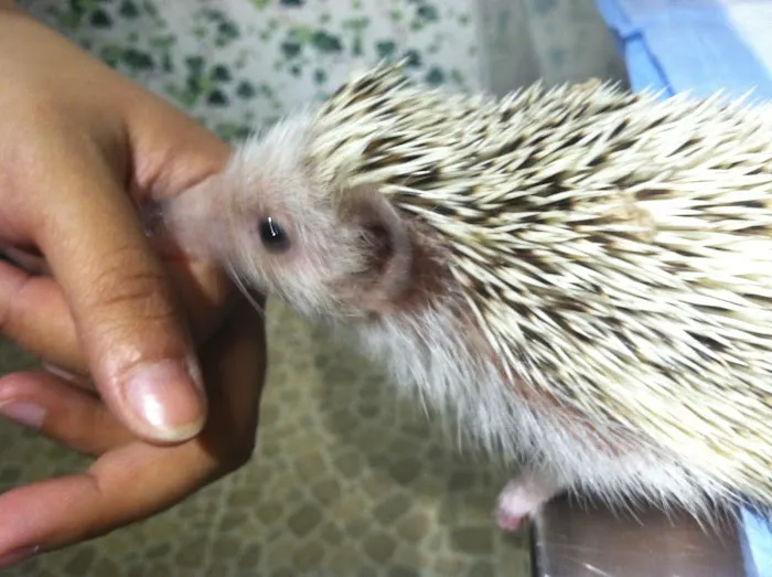 Long Island Bird & Exotics Veterinary Clinic Picture 10