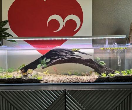 Zan's Aquatica
