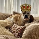 West Hempstead Animal Hospital