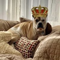 West Hempstead Animal Hospital ico
