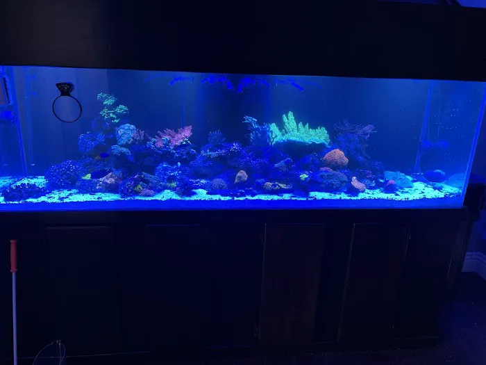 theaquariumservice.com Picture 5